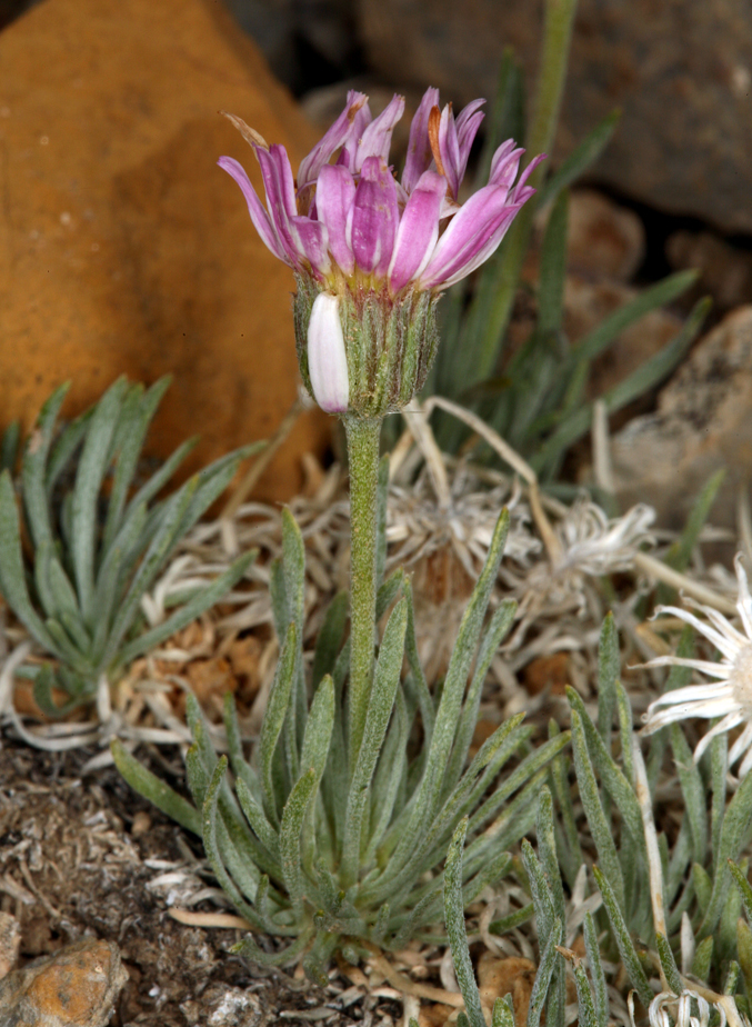 Слика од Erigeron compactus Blake