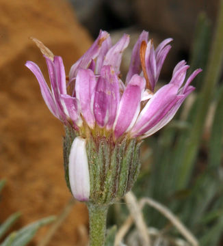 Image de Erigeron compactus Blake