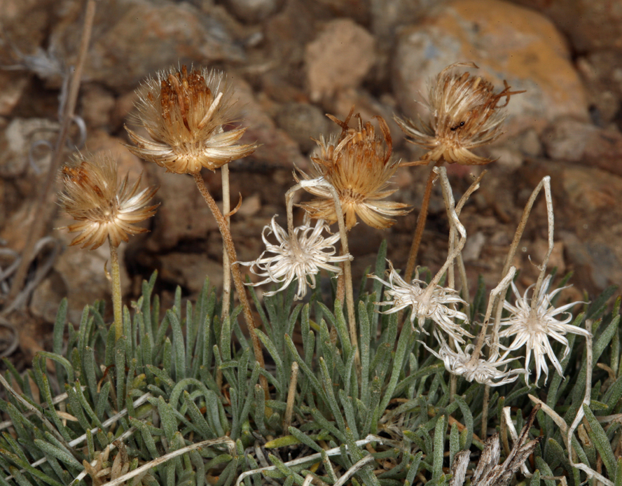 Слика од Erigeron compactus Blake