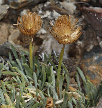 Image de Erigeron compactus Blake