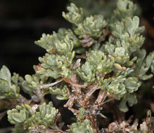 Image of black sagebrush