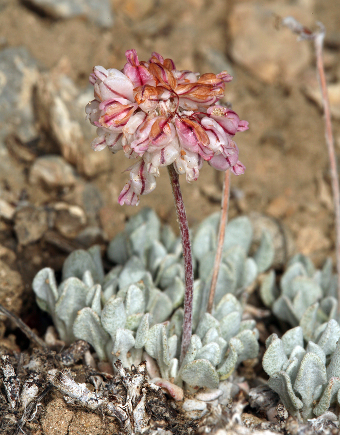 Image of cushion buckwheat