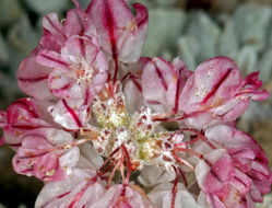 Image of cushion buckwheat