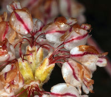 Image of cushion buckwheat