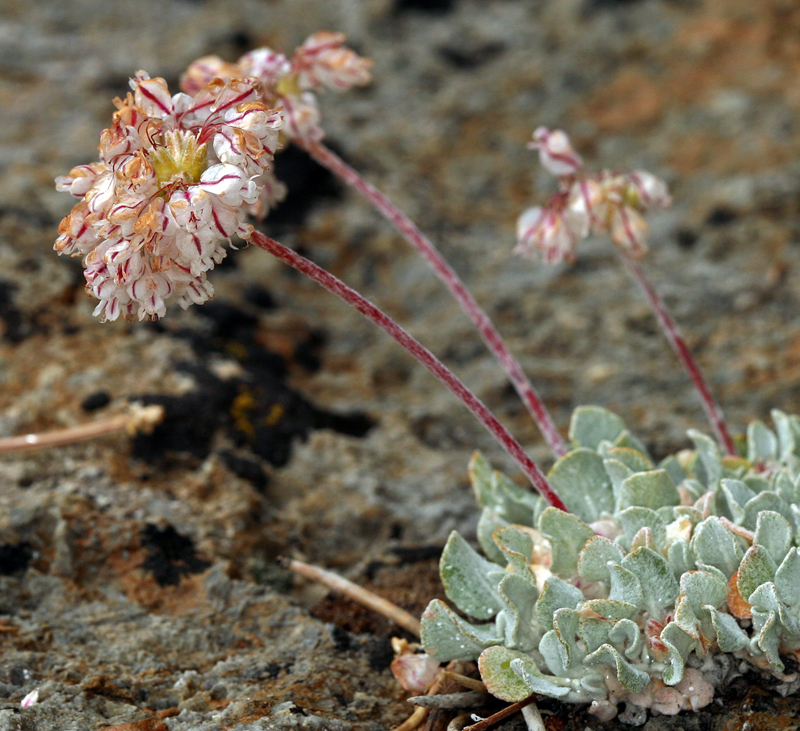 Image of cushion buckwheat