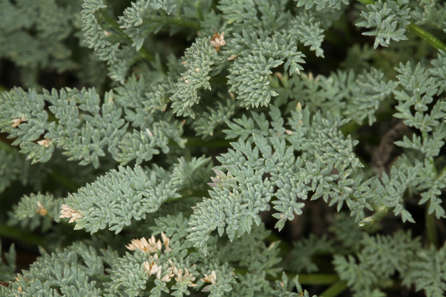 Image of <i>Cymopterus aboriginum</i>