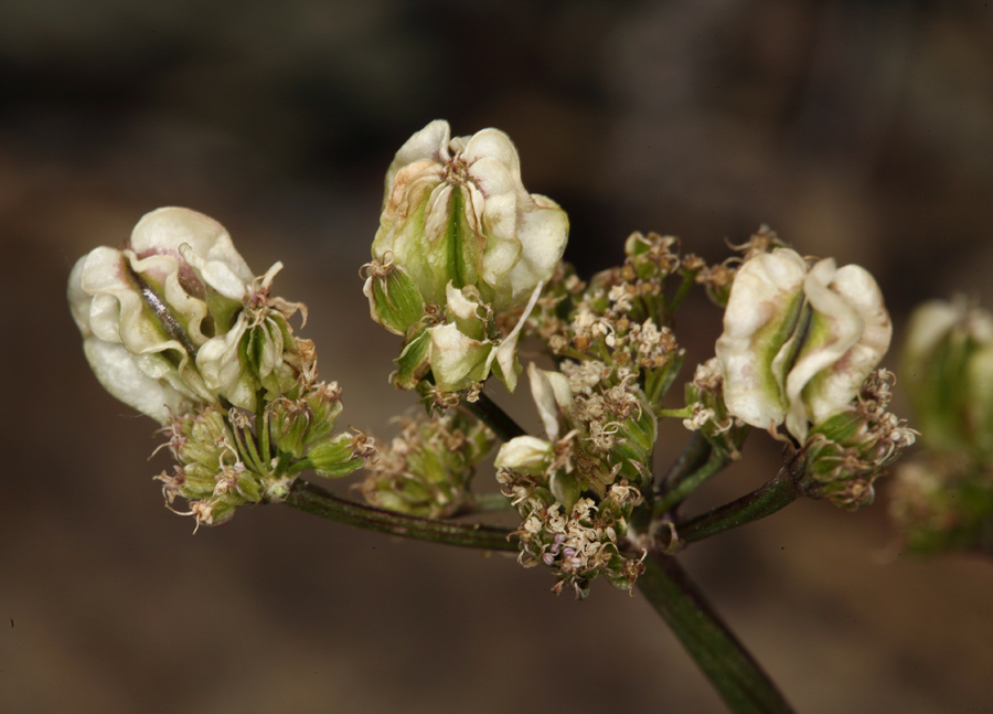 Image of <i>Cymopterus aboriginum</i>