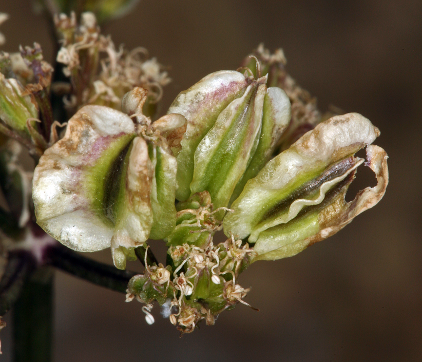 Image of <i>Cymopterus aboriginum</i>