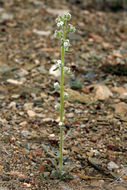 صورة <i>Cryptantha virginensis</i>