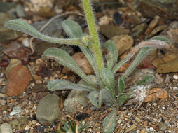 صورة <i>Cryptantha virginensis</i>