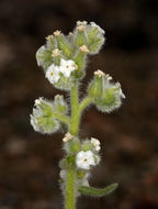 صورة <i>Cryptantha virginensis</i>