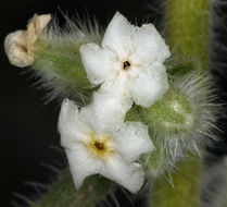 صورة <i>Cryptantha virginensis</i>