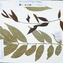 Image of Amesiodendron