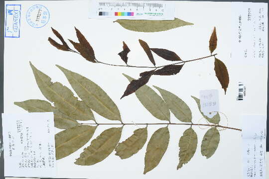 Image of Amesiodendron