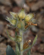 صورة <i>Cryptantha virginensis</i>