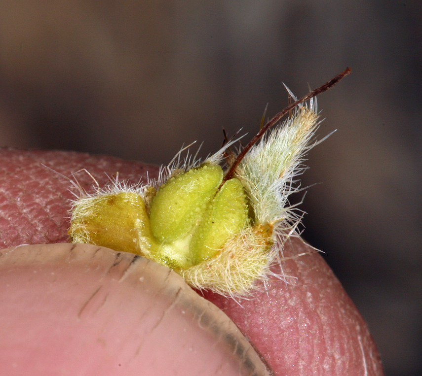 صورة <i>Cryptantha virginensis</i>