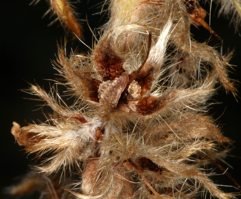 صورة <i>Cryptantha virginensis</i>