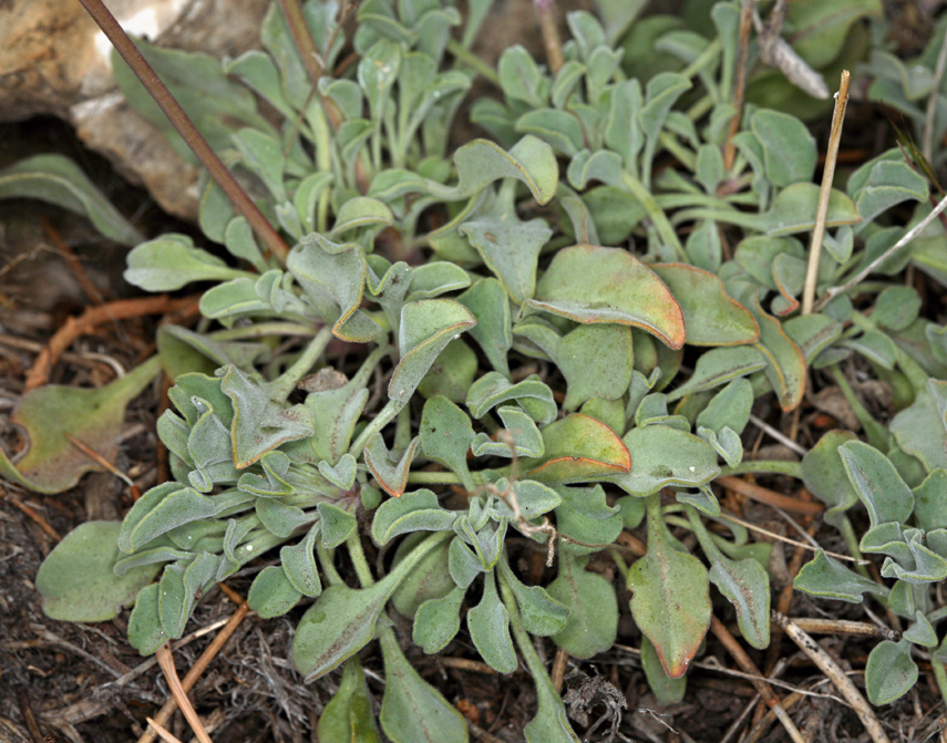 Image of pinyon beardtongue