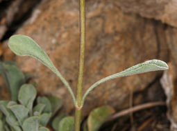 Image of pinyon beardtongue