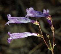 Image of pinyon beardtongue