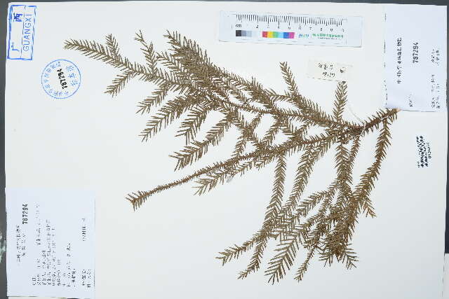 Image of araucaria family