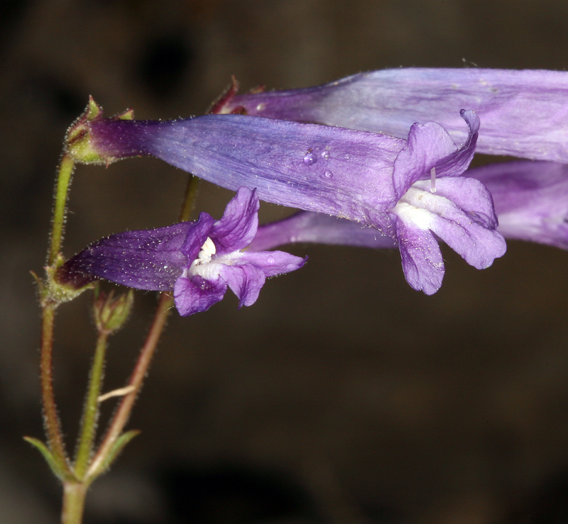 Image of pinyon beardtongue