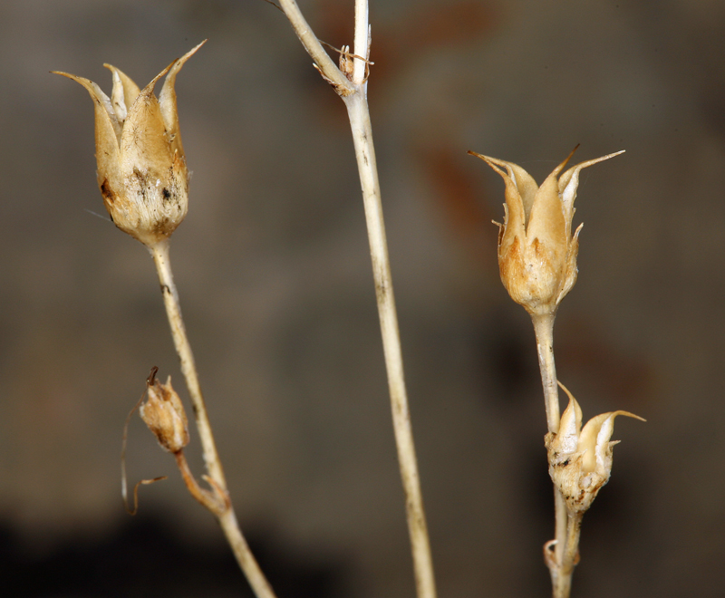 Image of pinyon beardtongue