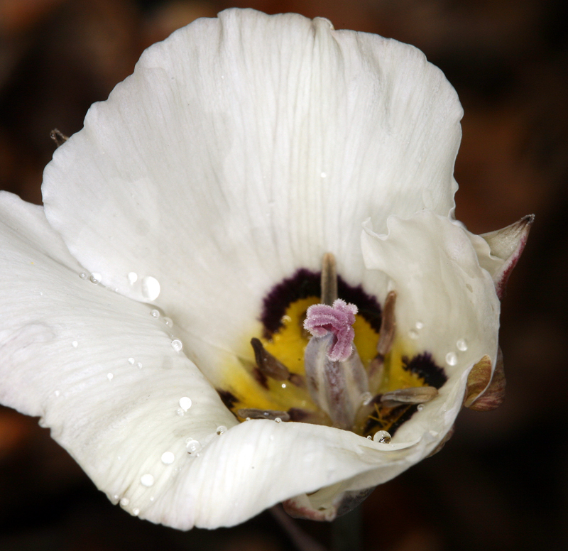 Image de Calochortus bruneaunis A. Nelson & J. F. Macbr.