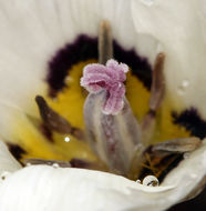 Image de Calochortus bruneaunis A. Nelson & J. F. Macbr.