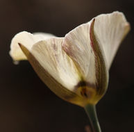 Image de Calochortus bruneaunis A. Nelson & J. F. Macbr.