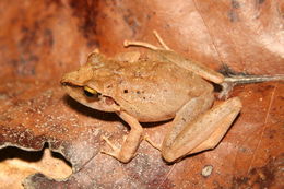 Image of Pristimantis fenestratus (Steindachner 1864)