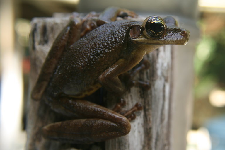 Image of Manaus slender-legged treefrog