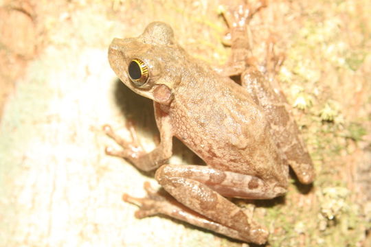 Imagem de Osteocephalus taurinus Steindachner 1862