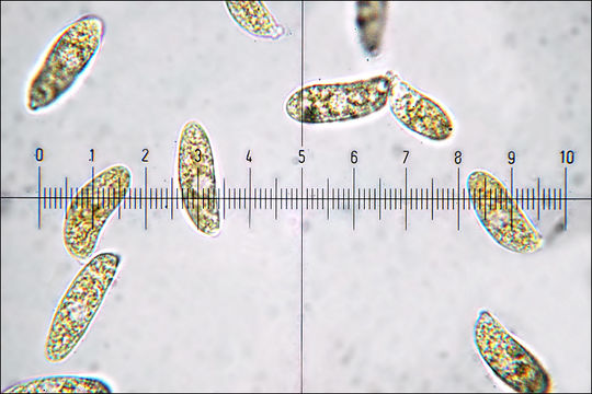 Image of Dacrymyces chrysospermus Berk. & M. A. Curtis 1873