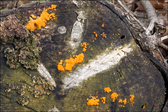 Image of Orange jelly spot