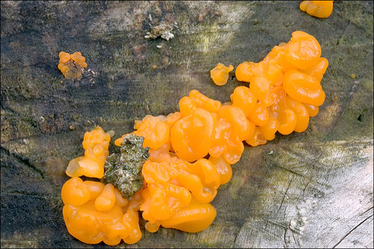 Image of Orange jelly spot