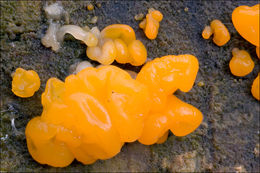 Image of Orange jelly spot