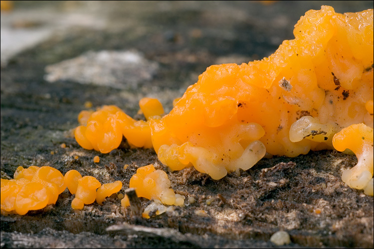 Image of Orange jelly spot