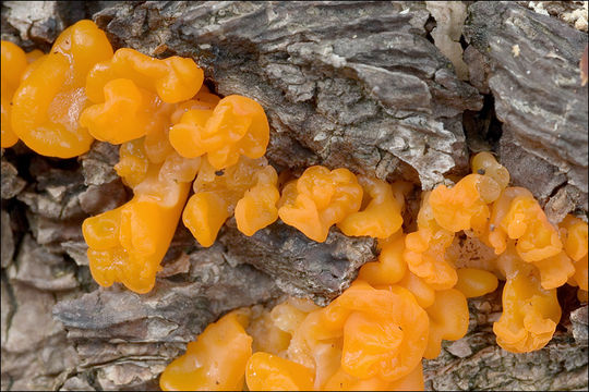 Image of Dacrymyces chrysospermus Berk. & M. A. Curtis 1873