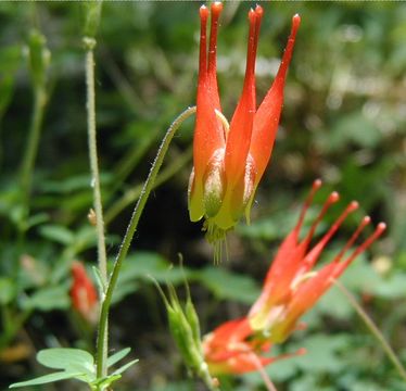 Image of western red columbine