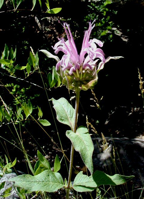 Image of Monarda fistulosa var. menthifolia (Graham) Fernald