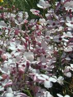 Image of gilia beardtongue