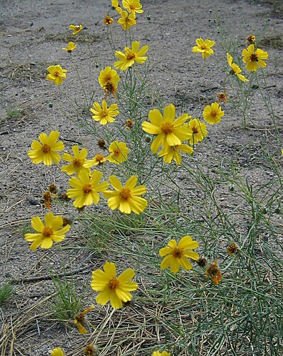 Image of Edwards Plateau greenthread