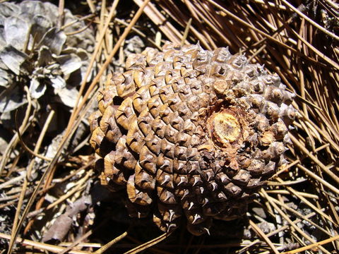 Image of Bishop pine