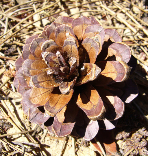 Image of Bishop pine