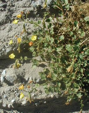 Image of heartleaf suncup