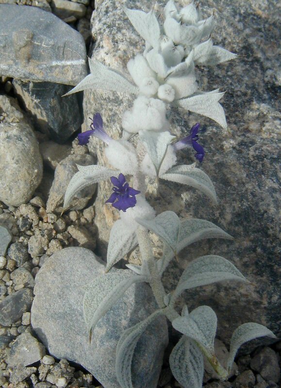 Imagem de Salvia funerea M. E. Jones