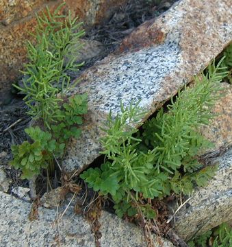 Image de Cryptogramma acrostichoides R. Br. apud Richards.