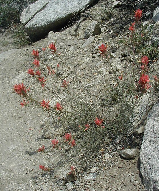 Image of Wyoming Indian paintbrush