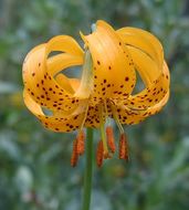 Lilium kelleyanum Lemmon resmi